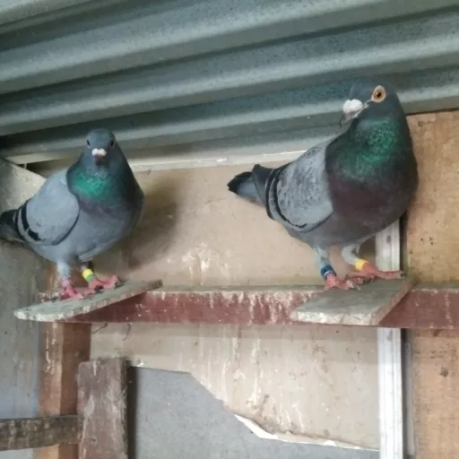 Foto Merpati Pos LLB22-004394