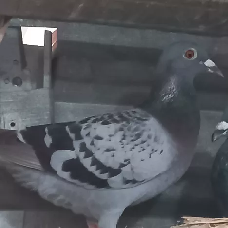 Foto Merpati Pos LLB22-011230