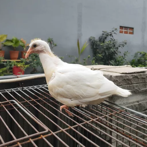 Foto Merpati Pos LLB22-009258