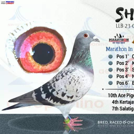 Foto Merpati Pos LLB23-000657