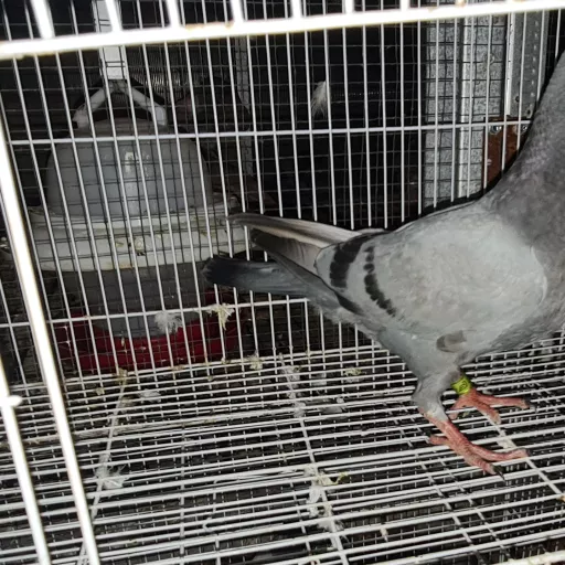 Foto Merpati Pos LLB23-020877