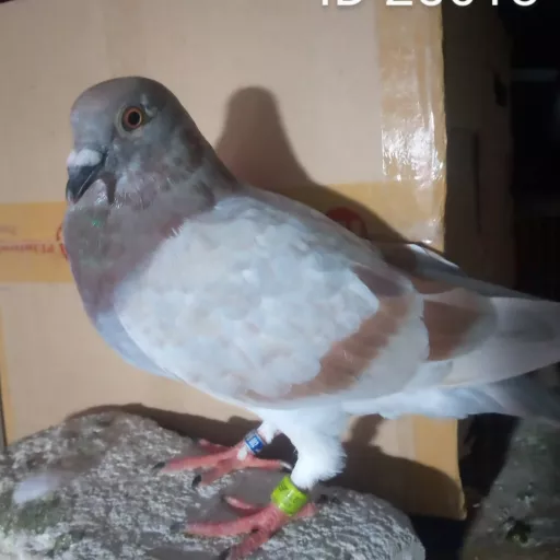 Foto Merpati Pos LLB23-025618