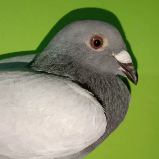 Foto Merpati Pos LLB22-033149