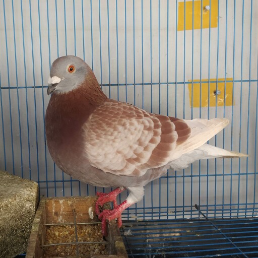 Foto Merpati Pos LR21-000001