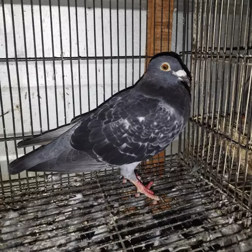 Foto Merpati Pos LR25-001549