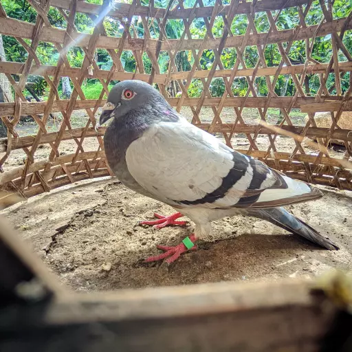 Foto Merpati Pos LR26-001745