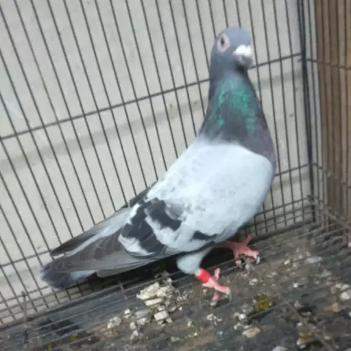 Foto Merpati Pos MK22-004443