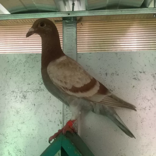 Foto Merpati Pos MPB23-000457