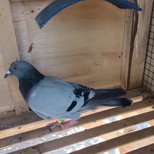 Foto Merpati Pos MPPS23-001164