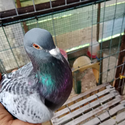 Foto Merpati Pos MPRB19-001072