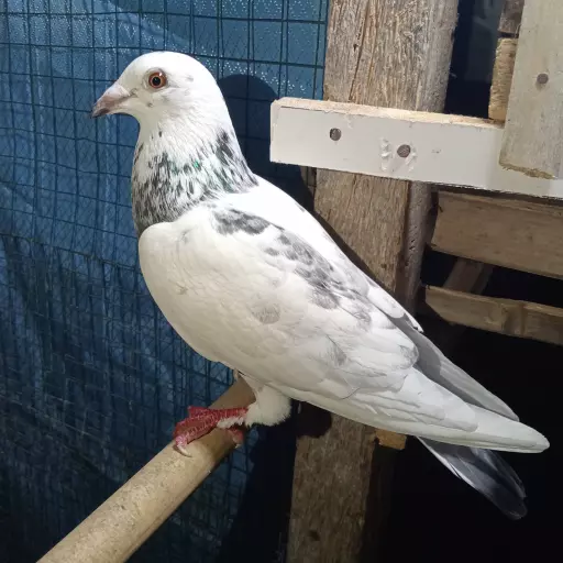 Foto Merpati Pos MPRJ21-040276
