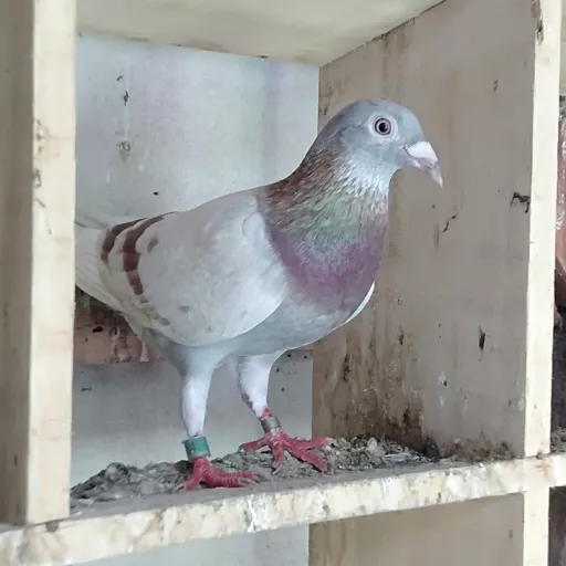 Foto Merpati Pos NK21-000847