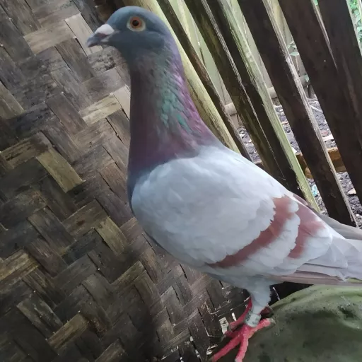 Foto Merpati Pos NM17-000736