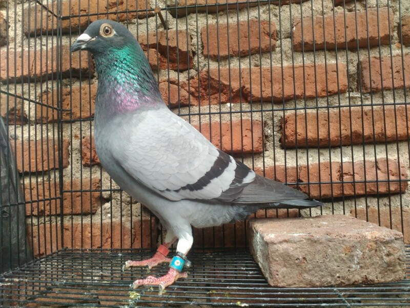 Foto Merpati Pos NM20-014222