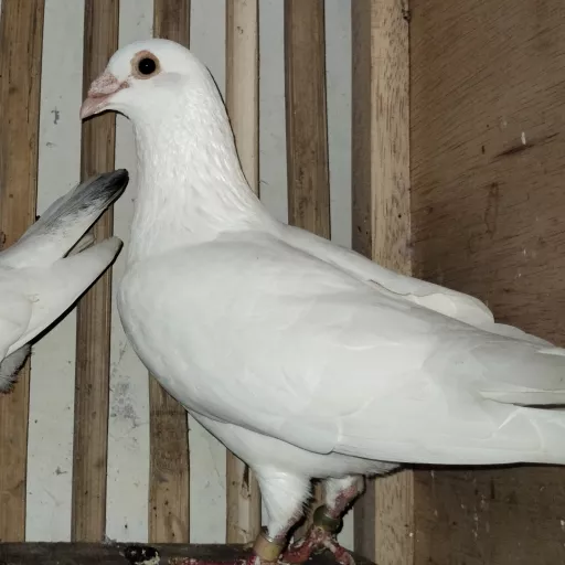 Foto Merpati Pos NM21-020072