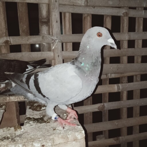 Foto Merpati Pos NM21-021821