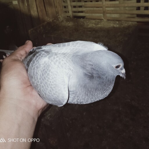 Foto Merpati Pos NM21-021842