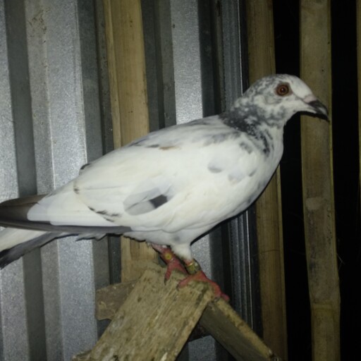 Foto Merpati Pos NM21-008787