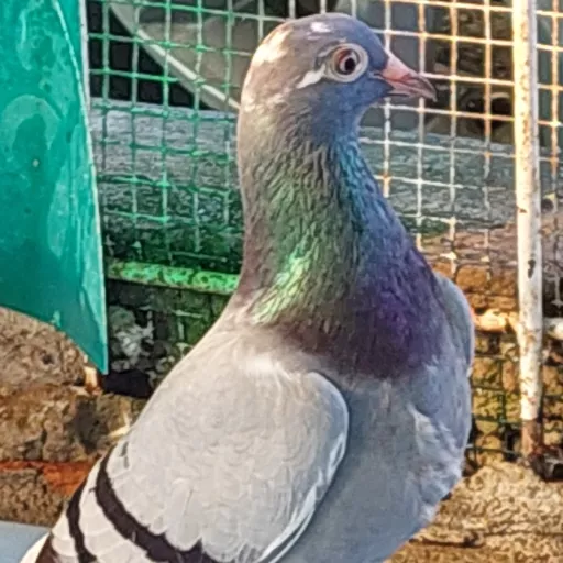 Foto Merpati Pos G 171 WW23-000342