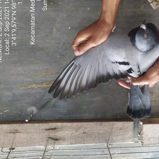 Foto Merpati Pos PMPM21-000063