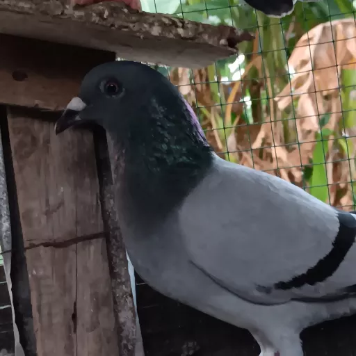 Foto Merpati Pos TG22-010876