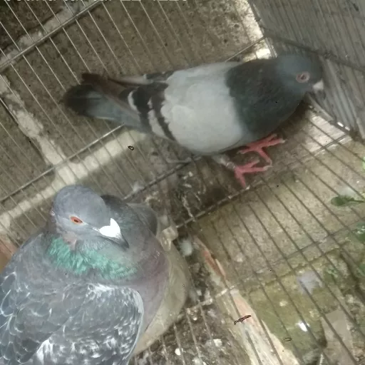 Foto Merpati Pos TAR22-003310