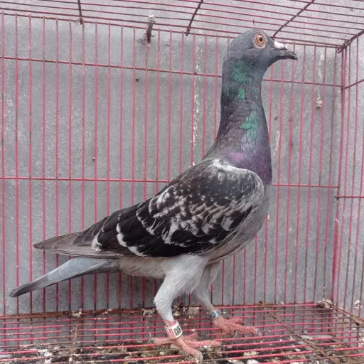 Foto Merpati Pos TAR23-000352