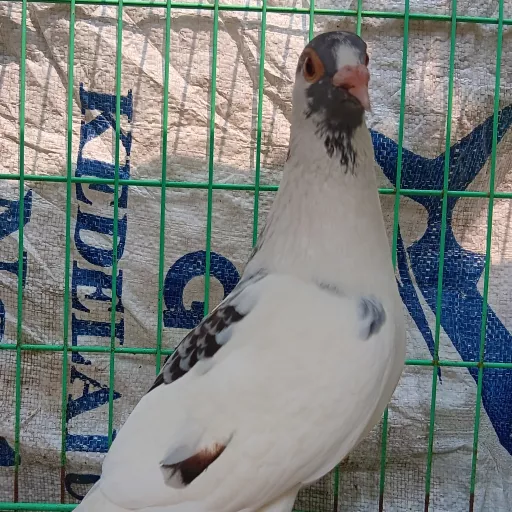 Foto Merpati Pos TAR23-001305