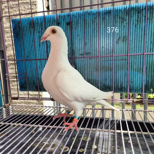 Foto Merpati Pos TAR23-003564