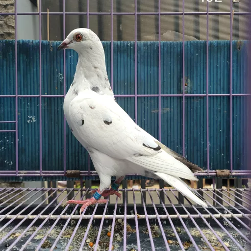 Foto Merpati Pos TAR23-004602