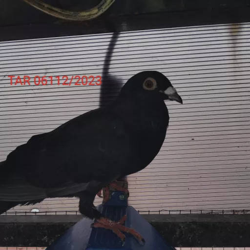 Foto Merpati Pos TAR23-006112