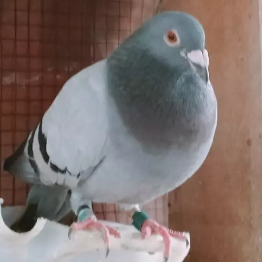 Foto Merpati Pos TAR23-006123