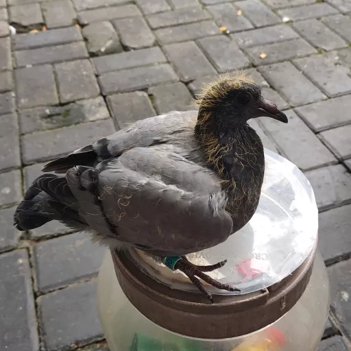 Foto Merpati Pos TAR23-006605