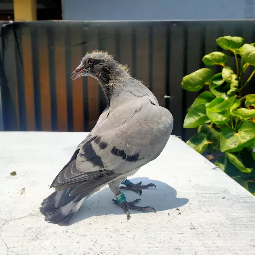 Foto Merpati Pos TAR23-006627