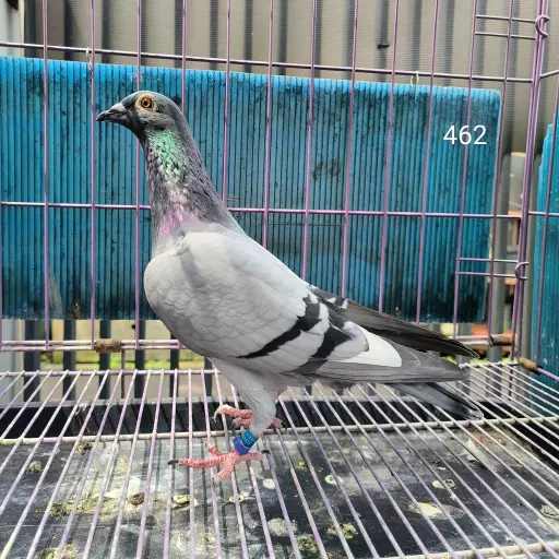 Foto Merpati Pos TAR23-006803