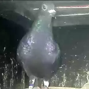 Foto Merpati Pos TAR24-002747