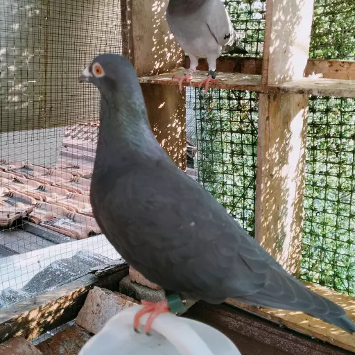 Foto Merpati Pos TAR24-002750