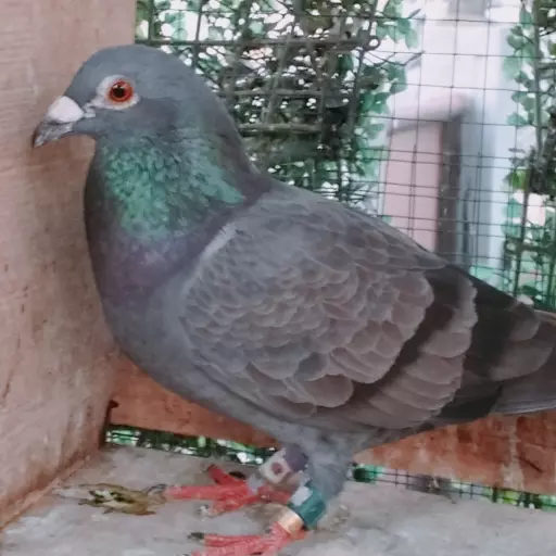 Foto Merpati Pos TAR24-005833