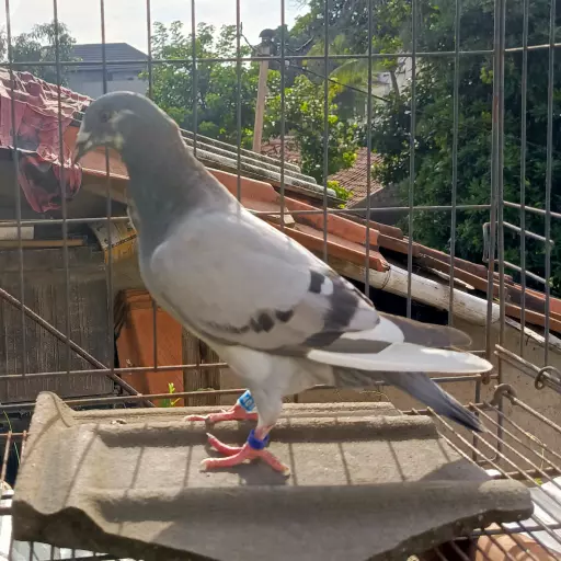 Foto Merpati Pos TAR25-002405