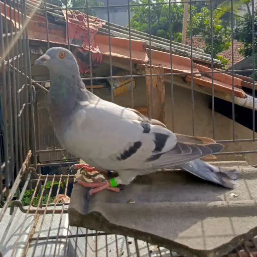 Foto Merpati Pos TAR25-002407