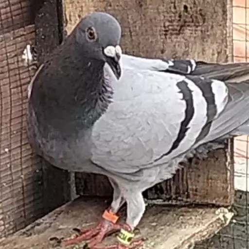 Foto Merpati Pos TG24-000236