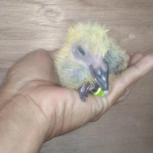 Foto Merpati Pos TG24-002072