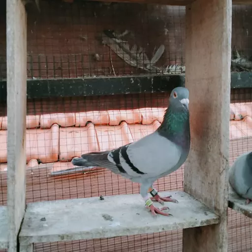 Foto Merpati Pos TG24-002332