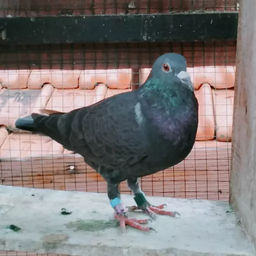 Foto Merpati Pos TG25-001411