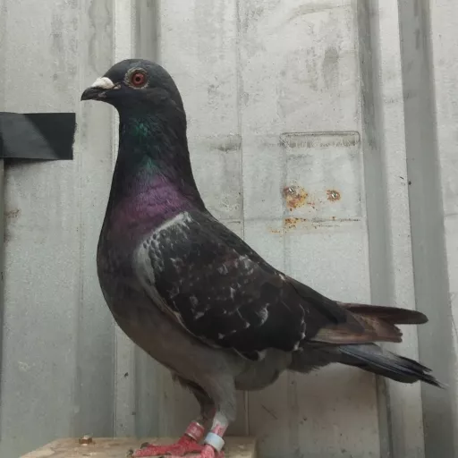 Foto Merpati Pos WLT19-036707