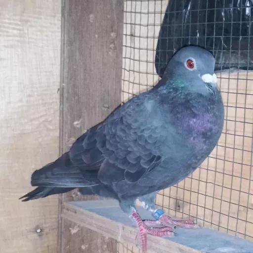 Foto Merpati Pos WLT22-042920