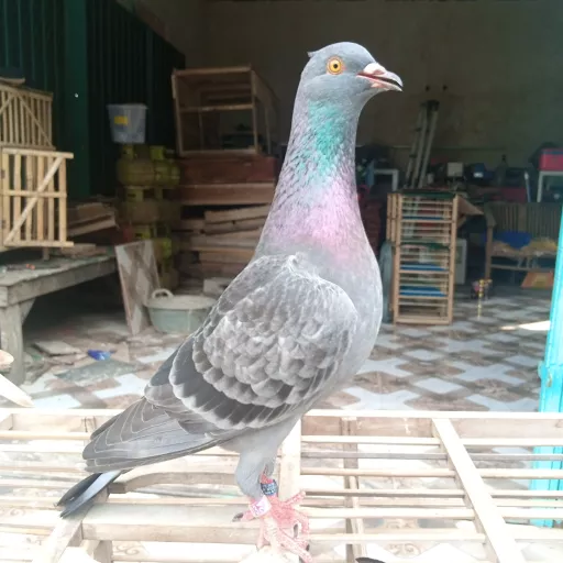 Foto Merpati Sprint Horizon BF24-239503