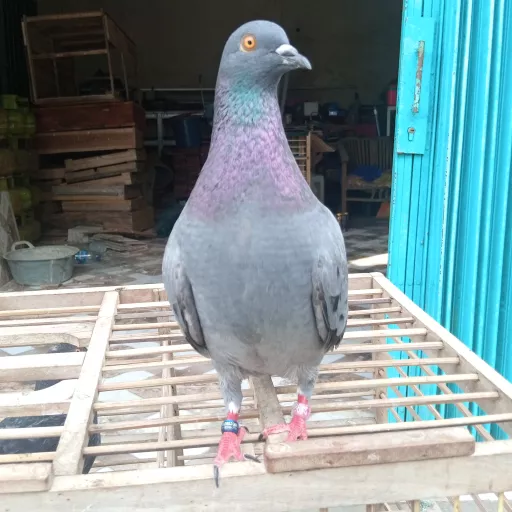 Foto Merpati Sprint Horizon BF24-239586