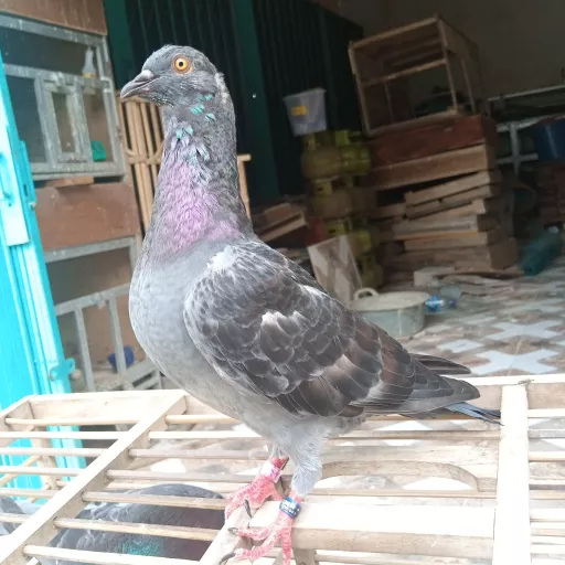 Foto Merpati Sprint Horizon BF24-239594