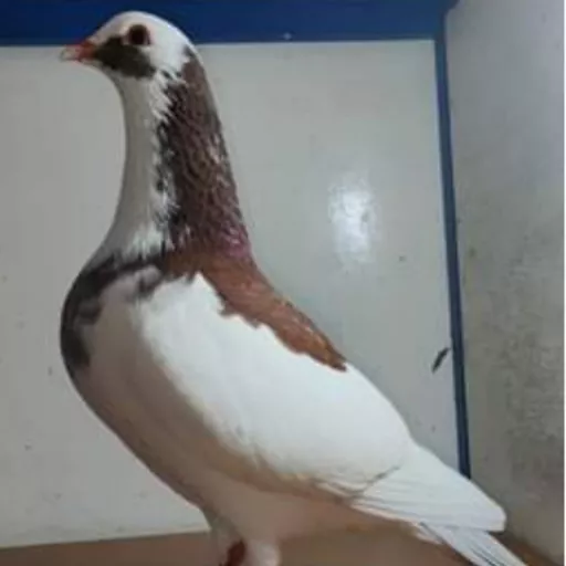 Foto Merpati Sprint PPMBSI21-102266